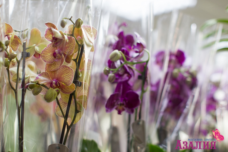 Орхидеи В Челябинске Где Можно Купить